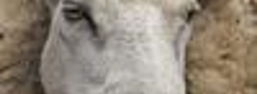 Abus de mouton